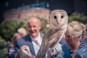 image of a owl at a wedding with people in the background